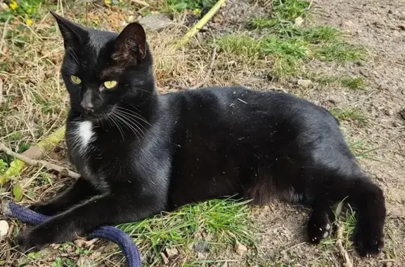 Chat perdu à Fresquiennes, noir, sans queue - photo