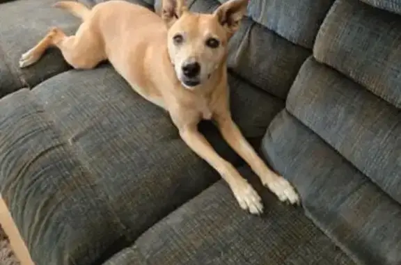 Lost Dog Alert: Sweet Bailey in Albuquerque