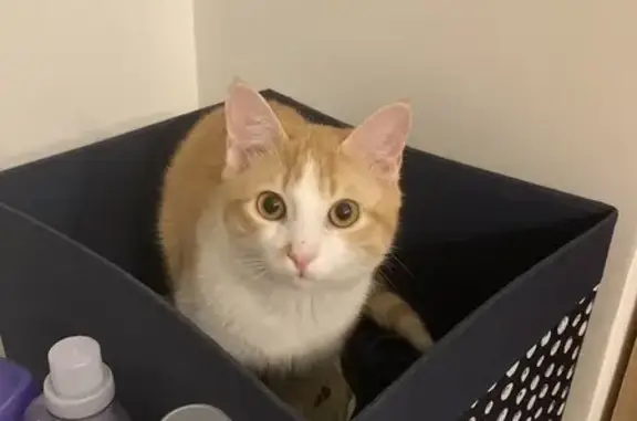 Chat perdu, Toulouse, photo: Chat roux et blanc perdu à Toulouse
