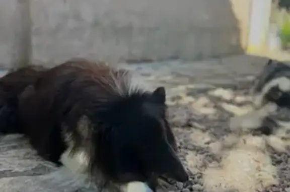 Chien perdu noir/blanc, maigre, très peureux - photo