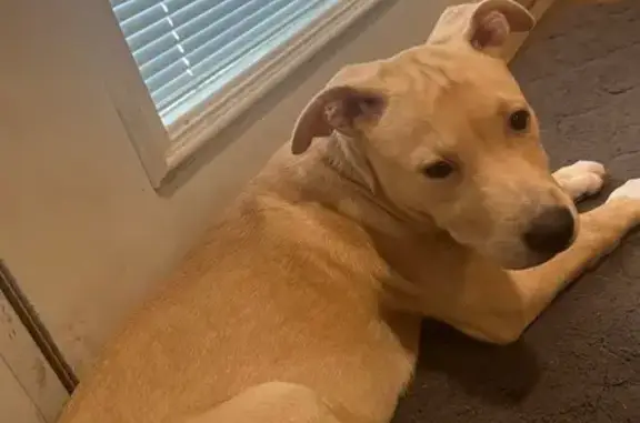 Found: Young Tan Puppy, White Paws - SA