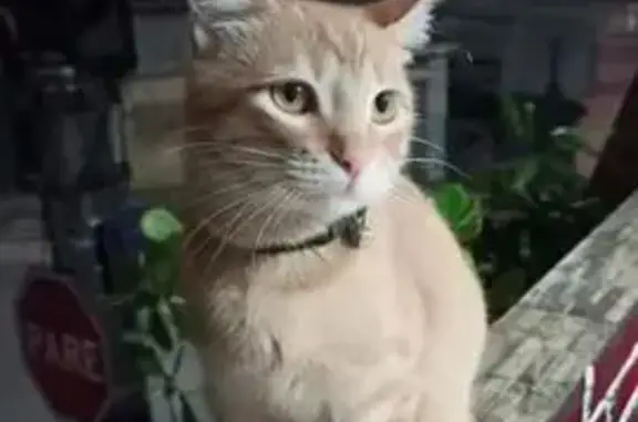gato desaparecida