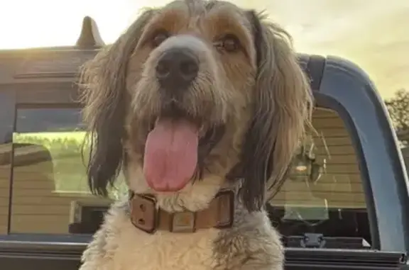 Lost Dog with Leash & Surgery Patch