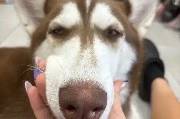 Found Dog: Unique Eyes, Friendly, Tamarac