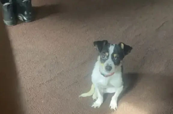 Lost Dog: Heart-Shaped Spot, NY 3315