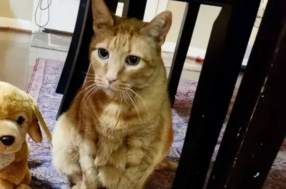 Lost Orange Tabby: Marsh Creek Drive