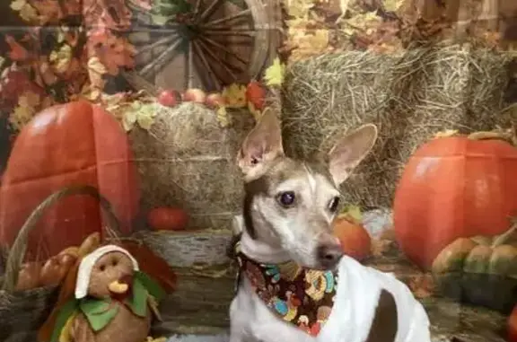Lost: Elderly Dog 'Rocky' in Wagener