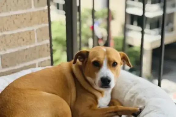 Lost Dog: Tan & White, Pink Harness, Houston