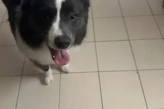 Help Find Samson: Lost Dog in Miami