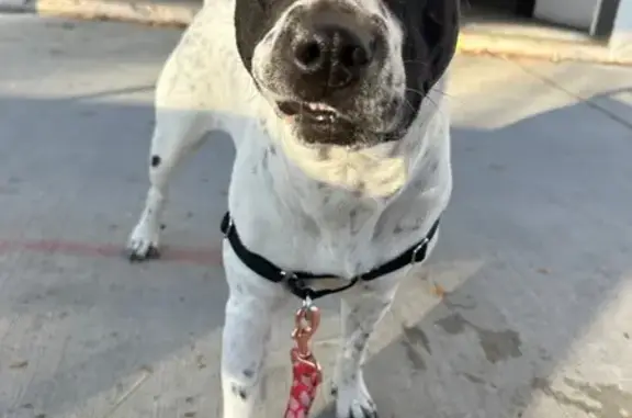 Lost Cattle Dog Mix: Last Seen in Denver