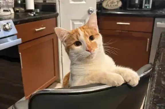 Lost Dark Orange Cat - Hogan Drive, 2167