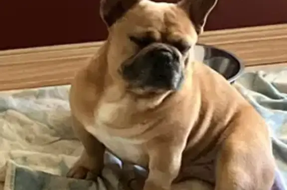 Lost Tan French Bulldog in Pike Creek