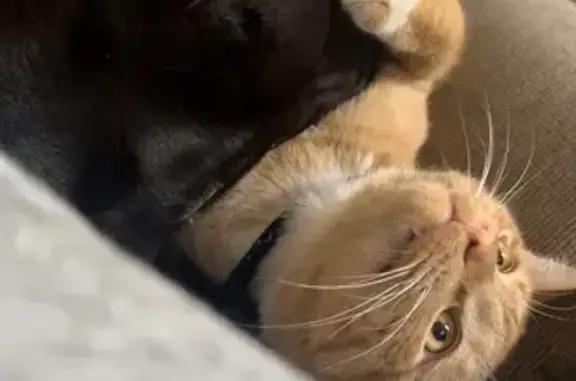 Help Find Gouda: Lost Orange Cat in Dover