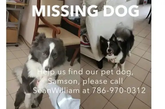 Help Find Samson: Lost Pomsky in Miami