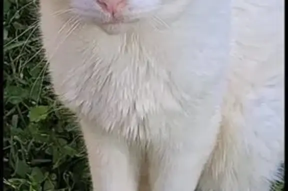 Lost Cat: Friendly, Unique Eyes, Caseyville