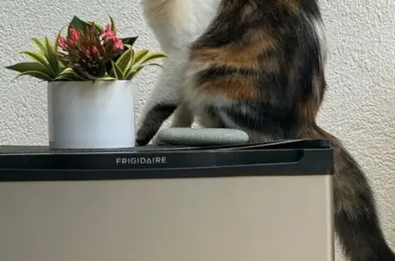Lost Calico Cat: Pink Nose & Notched Ear