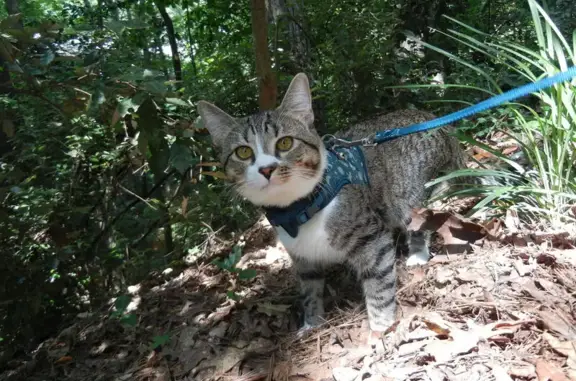 Lost Gray Tabby: Terrell Mill Area