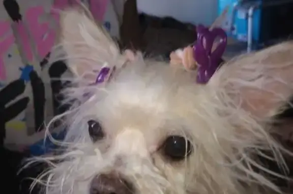 Lost Chihuahua-Yorky Mix in Columbia!