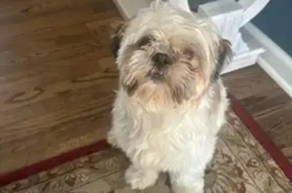 Lost: Small Poodle - Blonde & Brown Fur