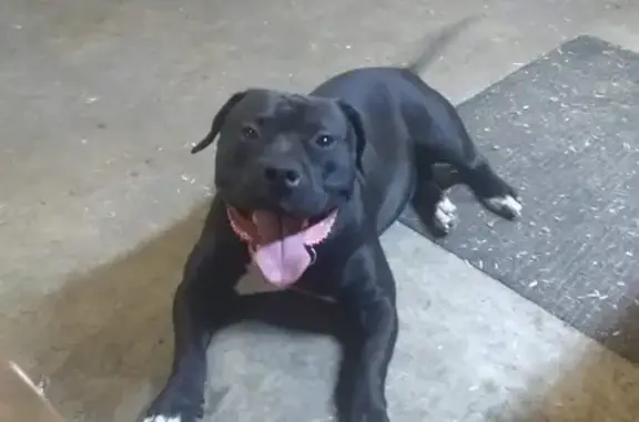 Lost Dog Needs Meds: Three Rivers, MI