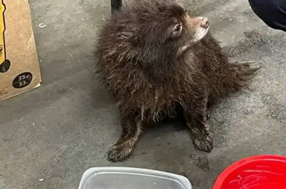 Found: Dark Brown Pomeranian in Detroit