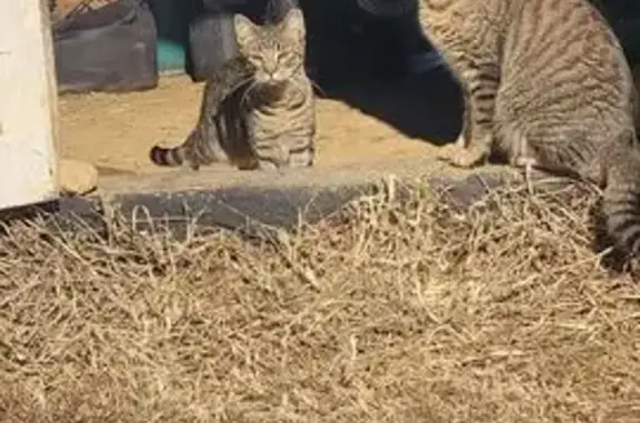 Lost Tabby Cat: Shy, Chipped, Judith Rd