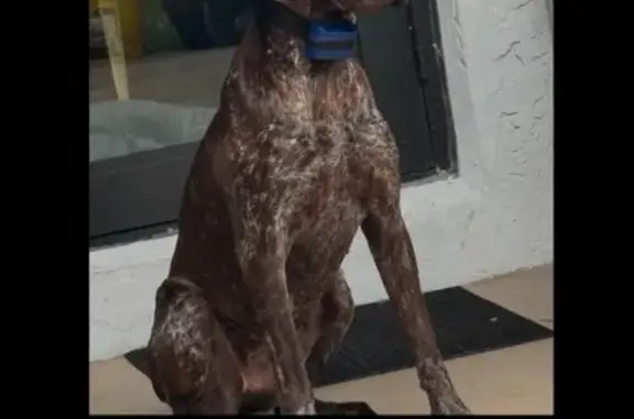 Lost Braco Alemán: Homestead, FL Area