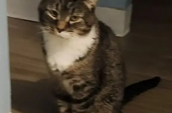 Lost Gray Cat: Black Spot on Right Eye