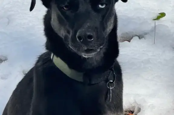 Lost Dog Whiskey: Help Find Our Timid Pup!