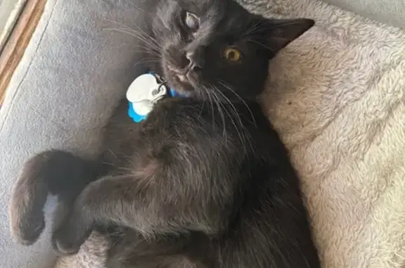 Lost Black Cat: Cloudy Eye, Blue Collar