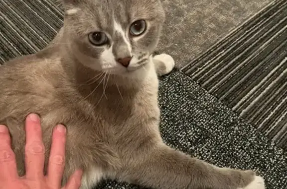 Lost Cat Near 129th Ave NE, Blaine