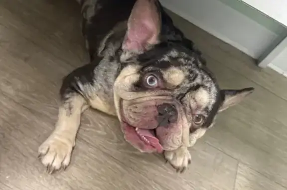 Lost: Unique French Bulldog Max Missing