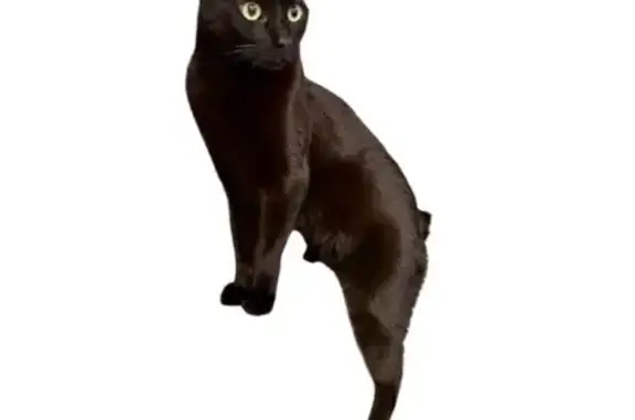 Lost Black Cat: Yellow Eyes, Vail Area