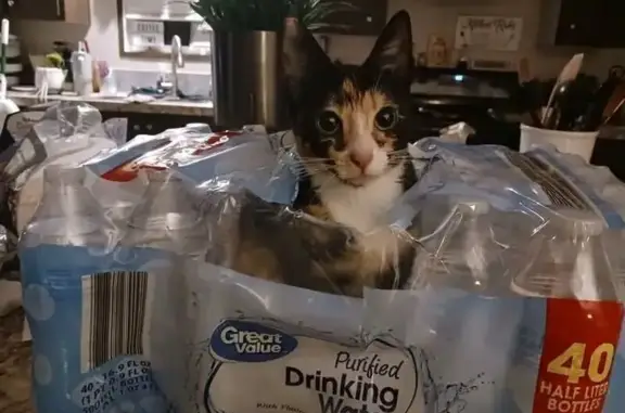 Lost Calico Cat: Poppy in Granbury Area