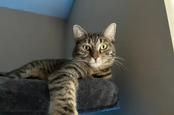 Lost Brown Cat with Smooth Fur in Dublin
