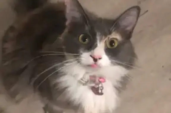 Lost Cat: Snickers, Black & White Longhair
