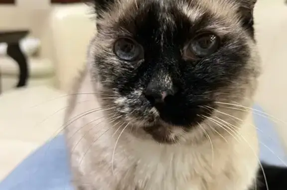 Lost Siamese Mix: Blue Eyes, Corsicana St