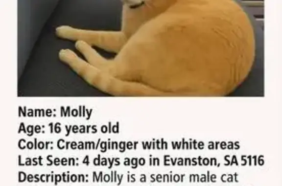 Lost Cat Molly: Microchipped in Gawler