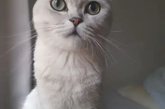Animaux trouvés Bondy, photo: Chat perdu à Bondy, stérilisé et pucé