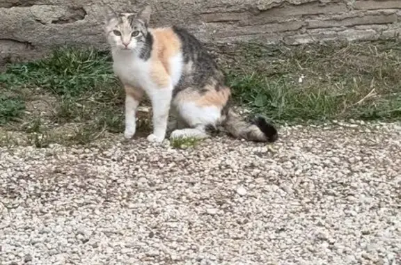 Chatte tricolore craintive, blessée à Pont-de-Veyle - photo