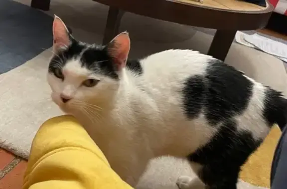 Chatte noir et blanc trouvée à Toulouse - photo