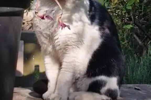 Chat noir et blanc errant à Marseille - photo