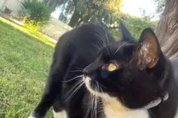 Lost Black Cat Theo: Help Find Him!