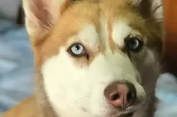 Husky Marrón Perdida en Lorca: Ojos Azules