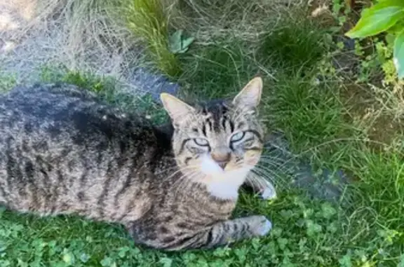 Chat blessé trouvé à Aulnay-sous-Bois - photo