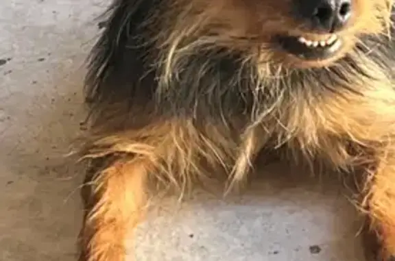 Perro Perdido: Cruce Yorkshire en Córdoba