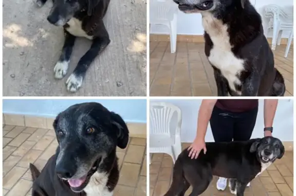 Mastín-Labrador Perdido Busca Su Familia