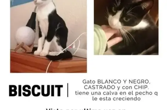 Gato Blanco Perdido en Alcalá de Henares