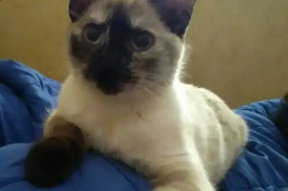 ¡Ayuda a encontrar a Ayla, gata perdida!