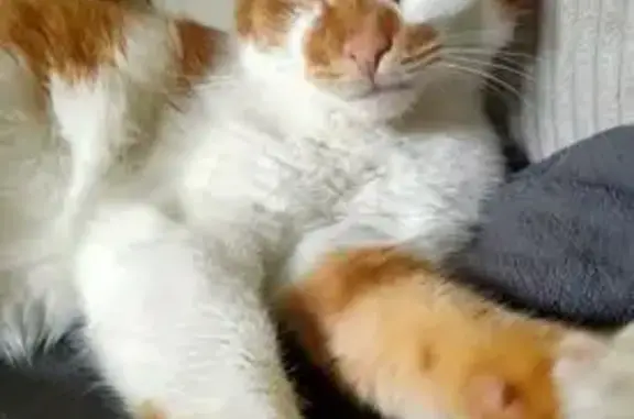 Animaux perdus Lille, photo: Chatte Charlie perdue à Wazemmes, Lille